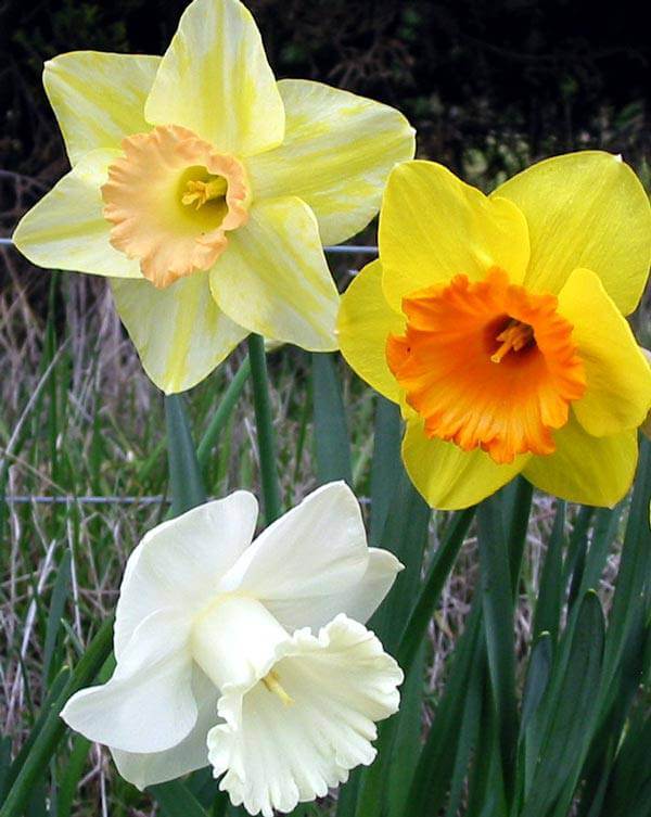Daffodils Flower seeds for Planting - Seasonal Bloomer, Heirloom & GMO Free Seeds for Home Garden