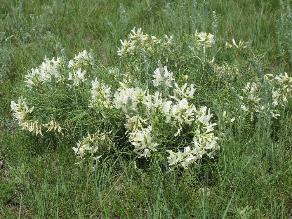 Astragalus Seeds for Rock Gardens
