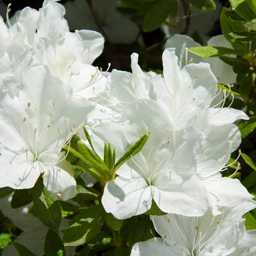 White Azalea Flower Seeds For Planting