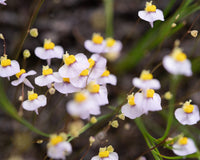 White Bladderwort Flowers for Garden