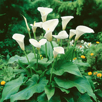 White Zantedeschia Aethiopica Flower seeds for Planting - Garden Favorite, Heirloom & GMO Free Seeds for Home Garden