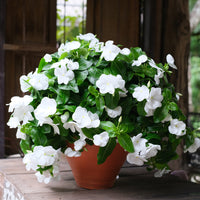 White Cora Cascade Garden Blooms