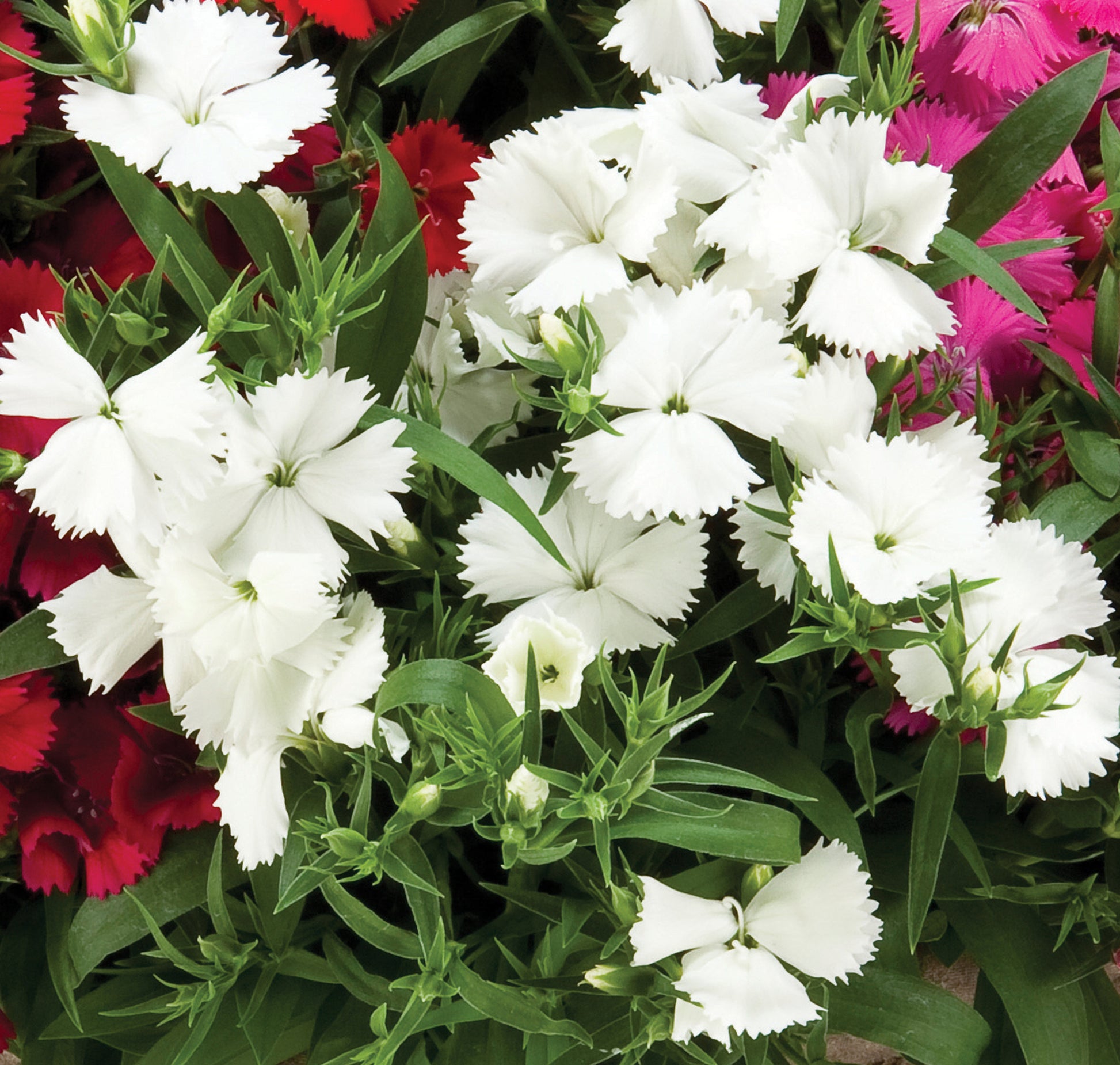 White Dianthus Flower seeds for Planting - Compact Growth, Heirloom & GMO Free Seeds for Home Garden