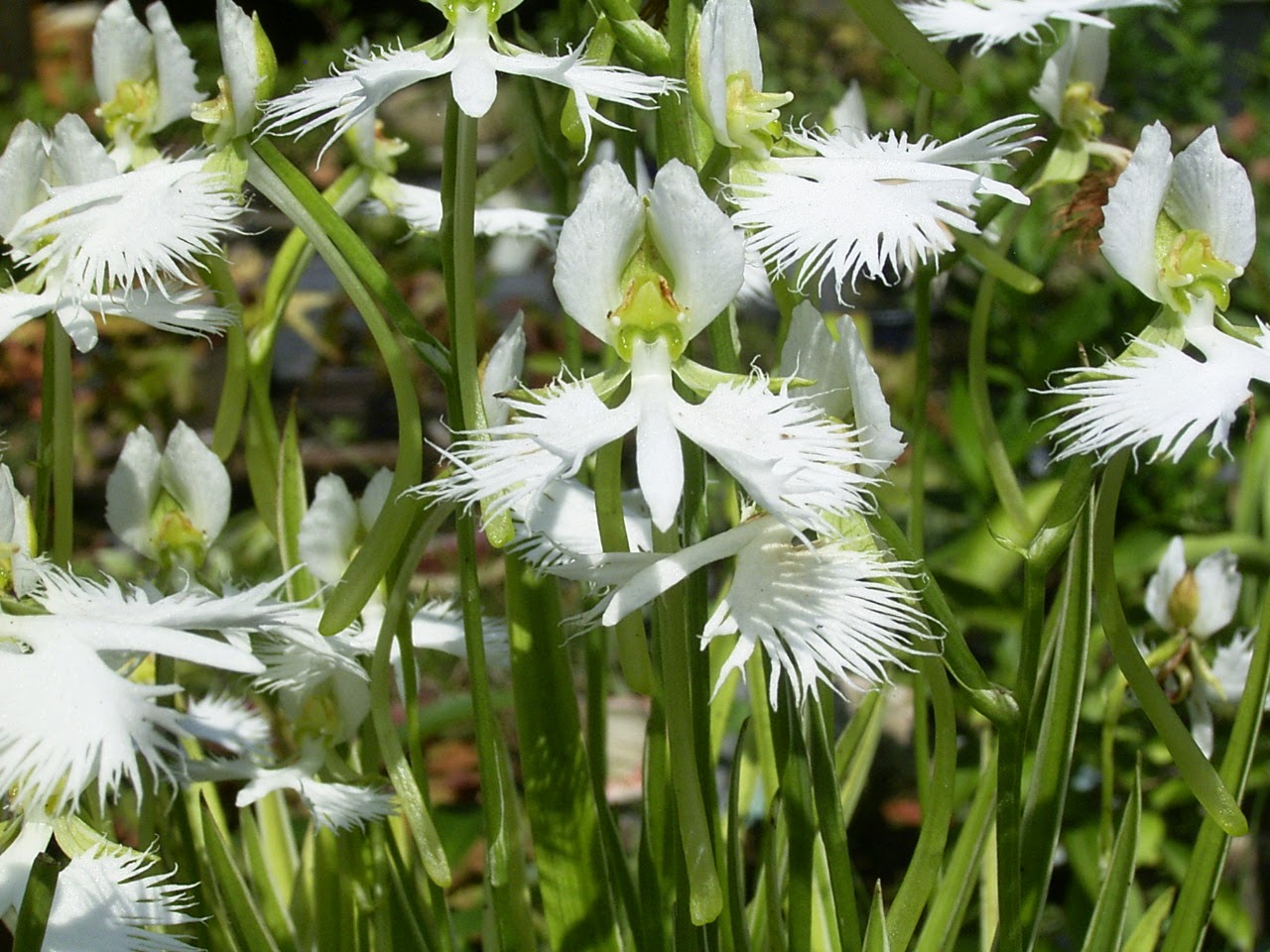 White Egret Flower seeds for Planting Vibrant Colors Heirloom & GMO Free Seeds for Home Garden
 
 Sale