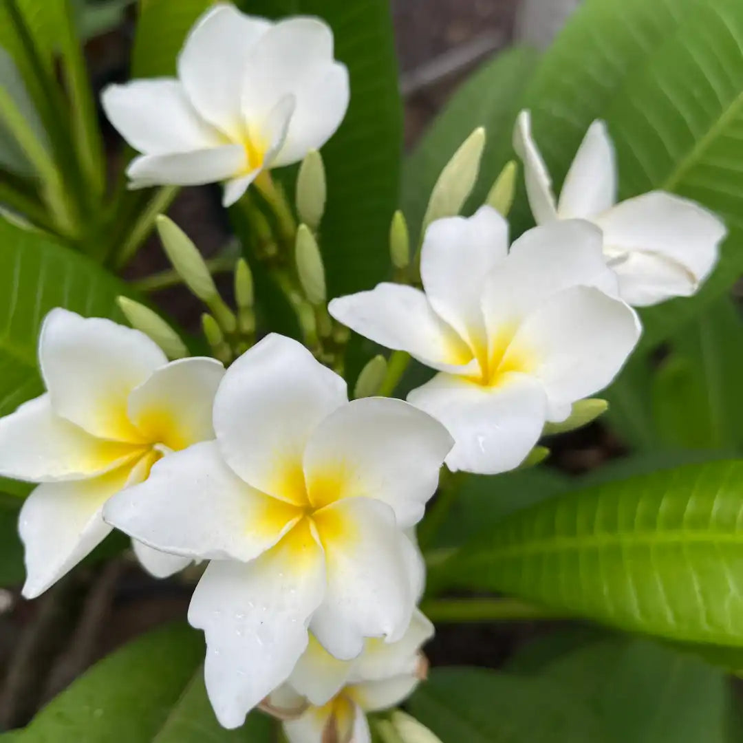 White Creeping Flower seeds for Planting - Drought Tolerant, Heirloom & GMO Free Seeds for Home Garden