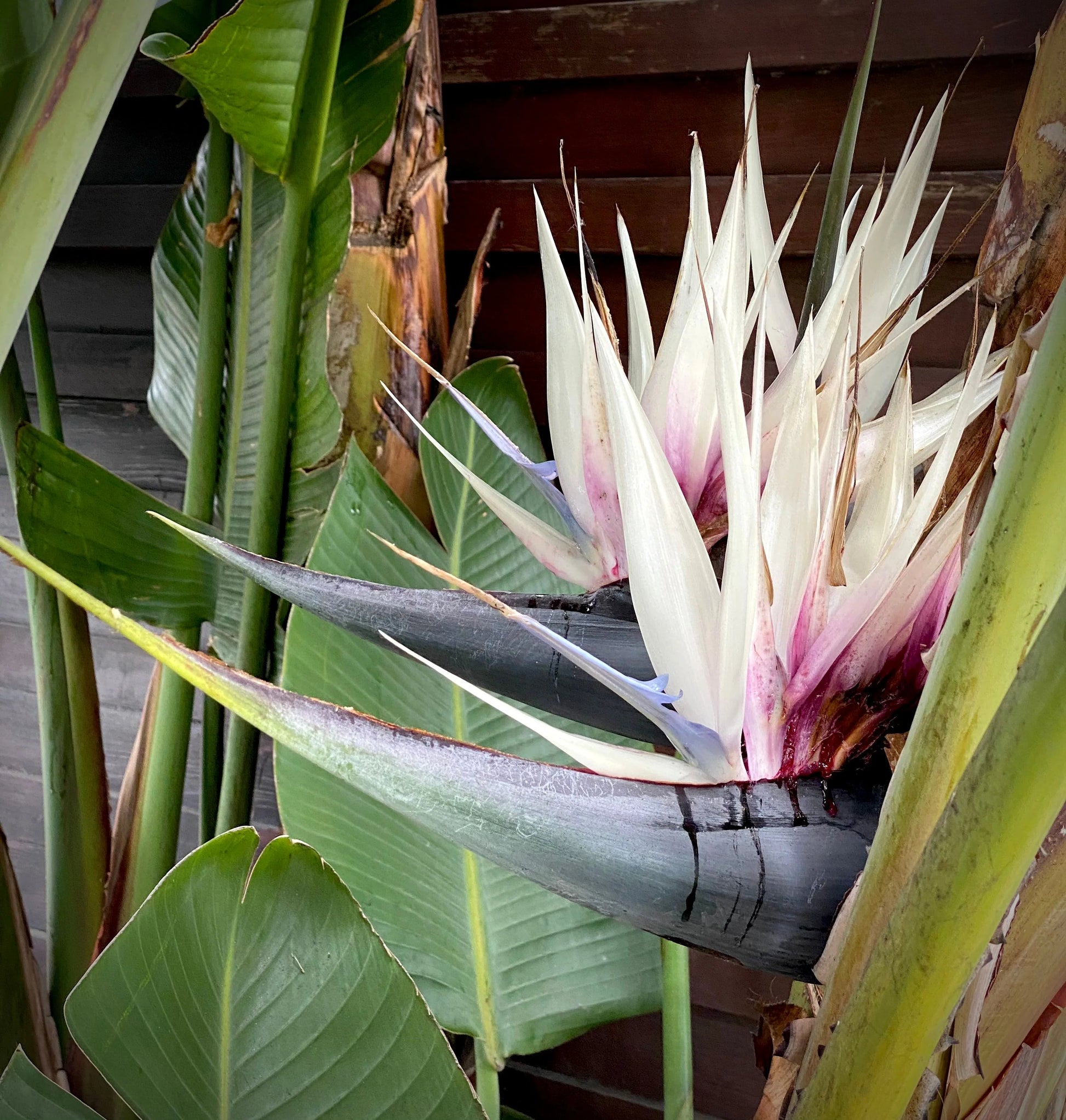 Cream Violet Strelitzia Flower seeds for Planting - Wildflower Mix, Heirloom & GMO Free Seeds for Home Garden