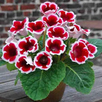 White Bonsai Gloxinia Seeds