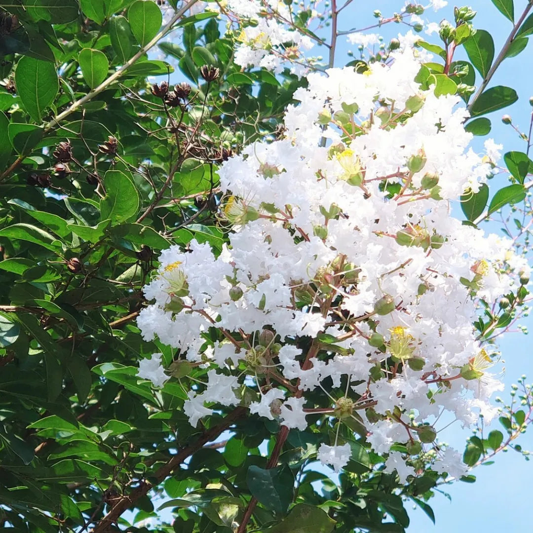 White Crape Myrtle Tree Seeds Flower seeds for Planting Compact Growth Heirloom & GMO Free Seeds for Home Garden 
 
 Sale