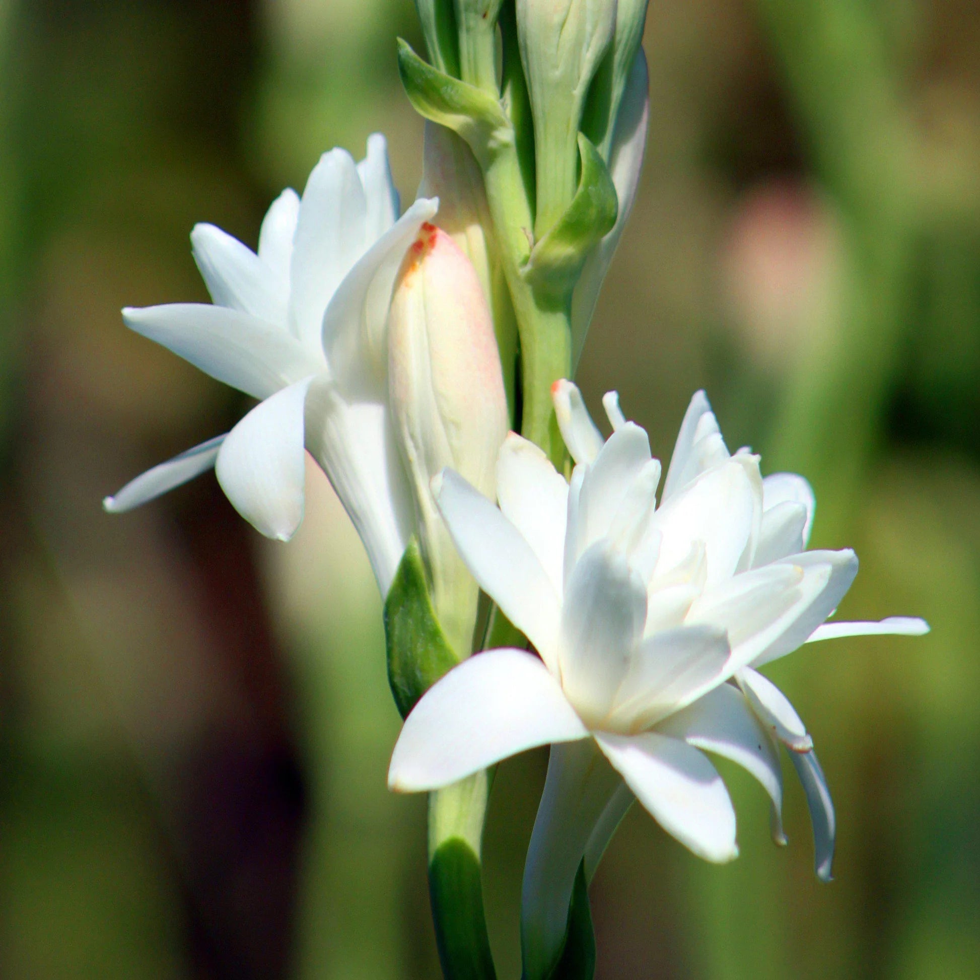 Tuberose Flower Seeds for Planting - Enchanting Fragrant Blooms for Your Garden