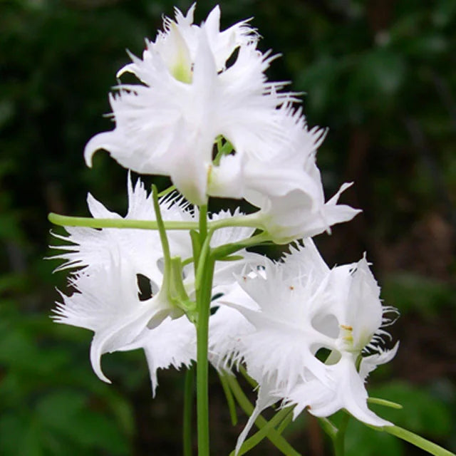 Egret Orchid Seeds for Planting  Create a Stunning Garden Display