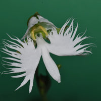 Egret Orchid Flower seeds for Planting Pollinator Friendly Heirloom & GMO Free Seeds for Home Garden