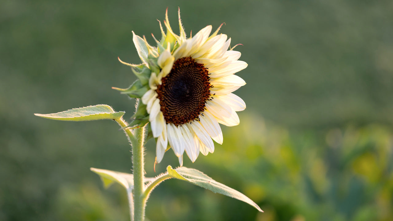 White Sunflower Seeds for Planting