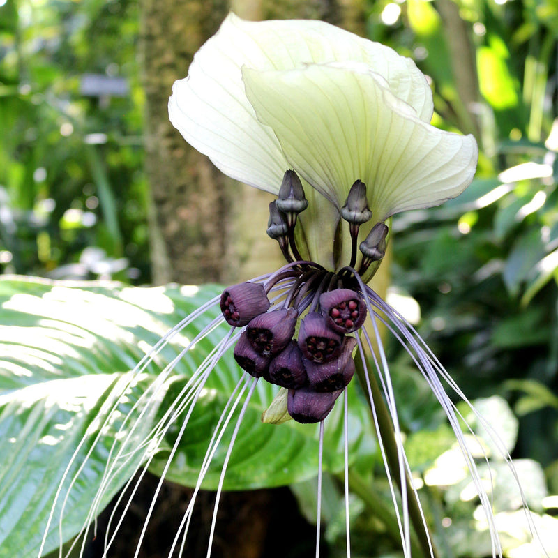 White Tacca Nivea Plant Seeds for Planting Seed for Unique and Exotic Blooms, Ideal for Adding Elegance to Your Garden