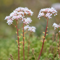 Sedum Album Flower seeds for Planting Low Maintenance Heirloom & GMO Free Seeds for Home Garden
