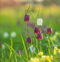 Pink Fritillaria Flower seeds for Planting - Shade Tolerant, Heirloom & GMO Free Seeds for Home Garden