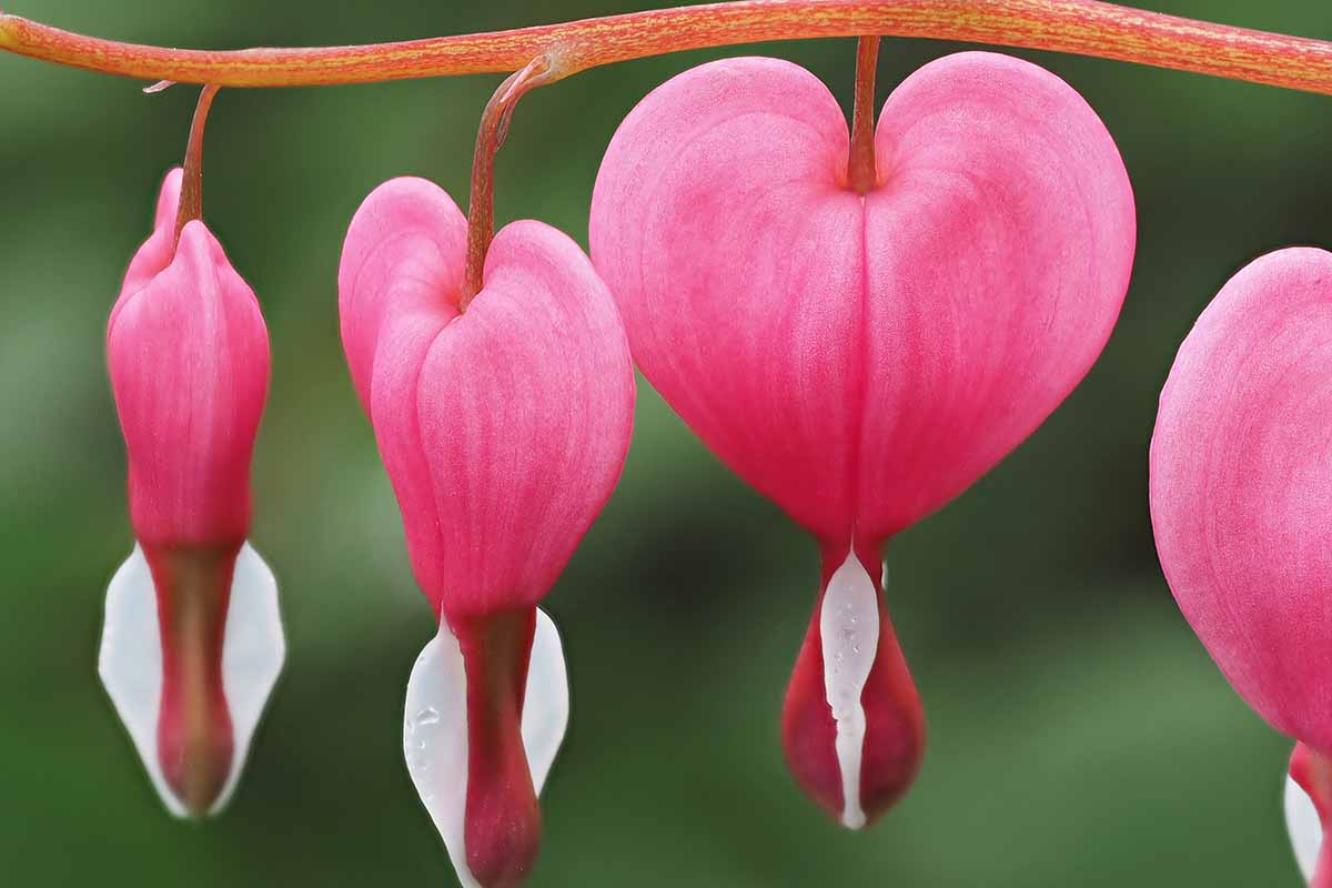 Bleeding Heart Flower seeds for Planting Wildflower Mix Heirloom & GMO Free Seeds for Home Garden 
 
 Sale