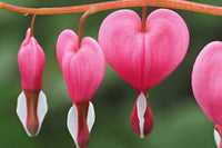 Bleeding Heart Flower seeds for Planting Wildflower Mix Heirloom & GMO Free Seeds for Home Garden 
 
 Sale