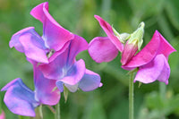 Sweet Pea Flower seeds for Planting Hardy Variety Heirloom & GMO Free Seeds for Home Garden
