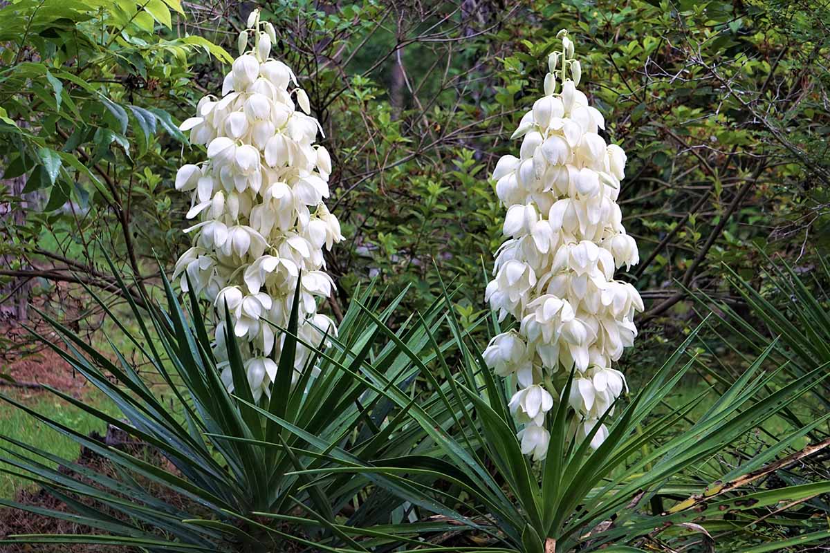Yucca Flower seeds for Planting Seasonal Bloomer Heirloom & GMO Free Seeds for Home Garden