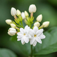 Jasminum Flower seeds for Planting Cut Flower Favorite Heirloom & GMO Free Seeds for Home Garden
 
 Sale