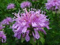Violet Bergamot Flower seeds for Planting - Hardy Variety, Heirloom & GMO Free Seeds for Home Garden