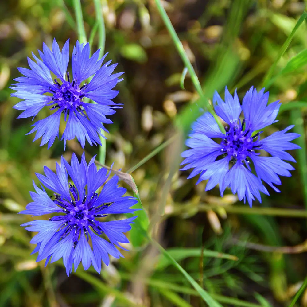 Cornflower Flower seeds for Planting - Easy to Grow, Heirloom & GMO Free Seeds for Home Garden