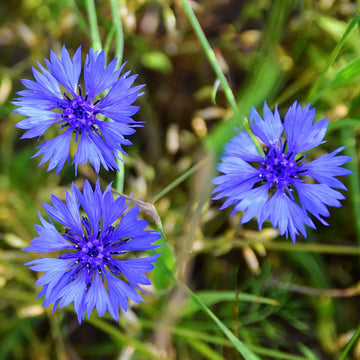 Cornflower Flower seeds for Planting - Easy to Grow, Heirloom & GMO Free Seeds for Home Garden