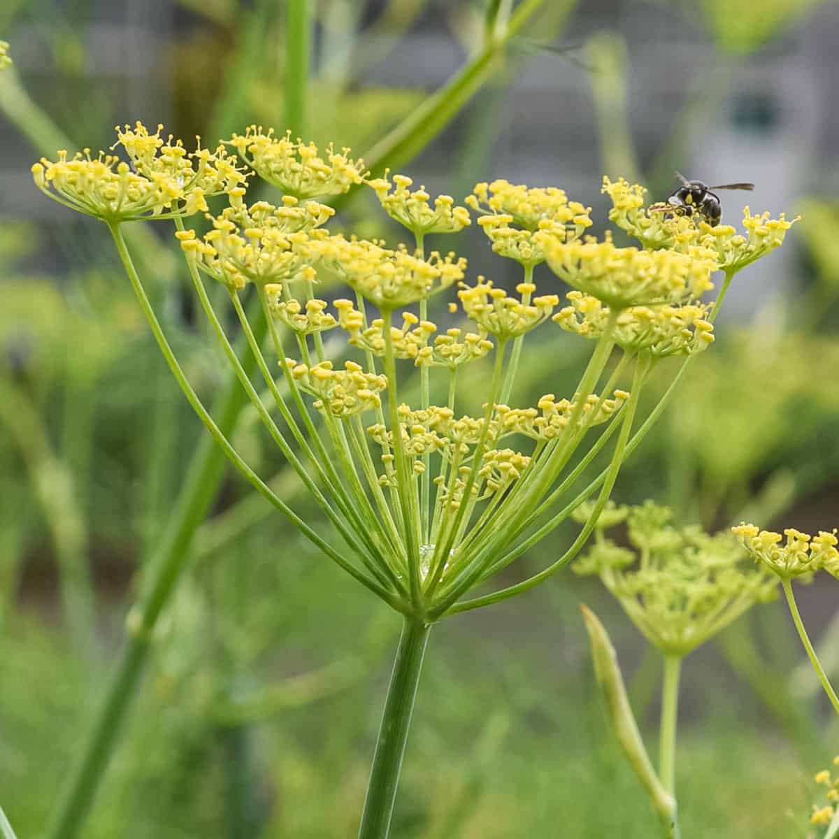 Fennel Flower seeds for Planting - Pollinator Friendly, Heirloom & GMO Free Seeds for Home Garden