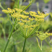 Fennel Flower seeds for Planting - Pollinator Friendly, Heirloom & GMO Free Seeds for Home Garden