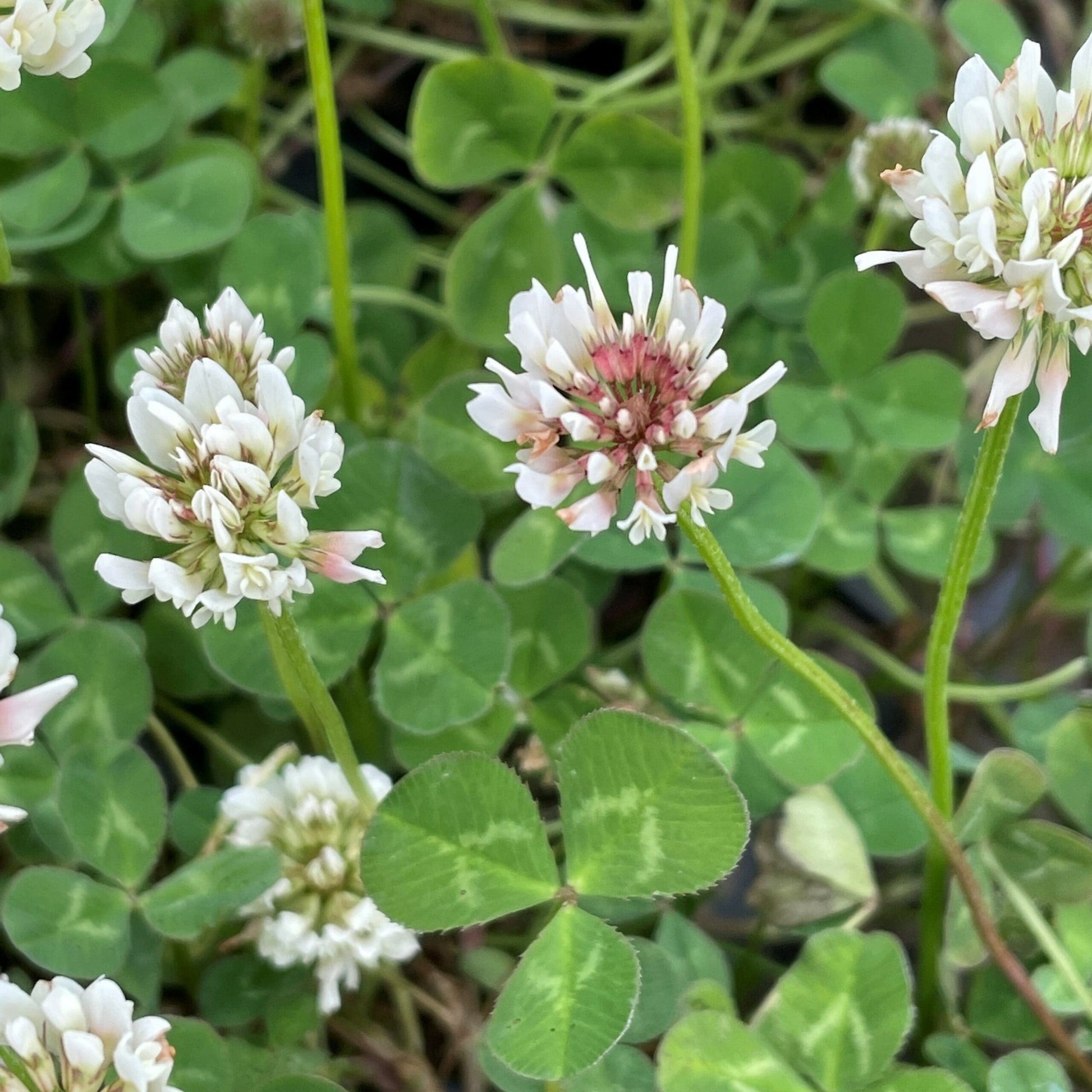 White Trifolium Repens Flower seeds for Planting - Seasonal Bloomer, Heirloom & GMO Free Seeds for Home Garden