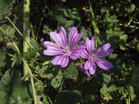 Malve Super-Single-Mix Seeds for Planting home garden flower bed