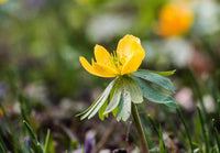 Yellow Aconite Flower seeds for Planting Garden Favorite Heirloom & GMO Free Seeds for Home Garden 
 
 Sale