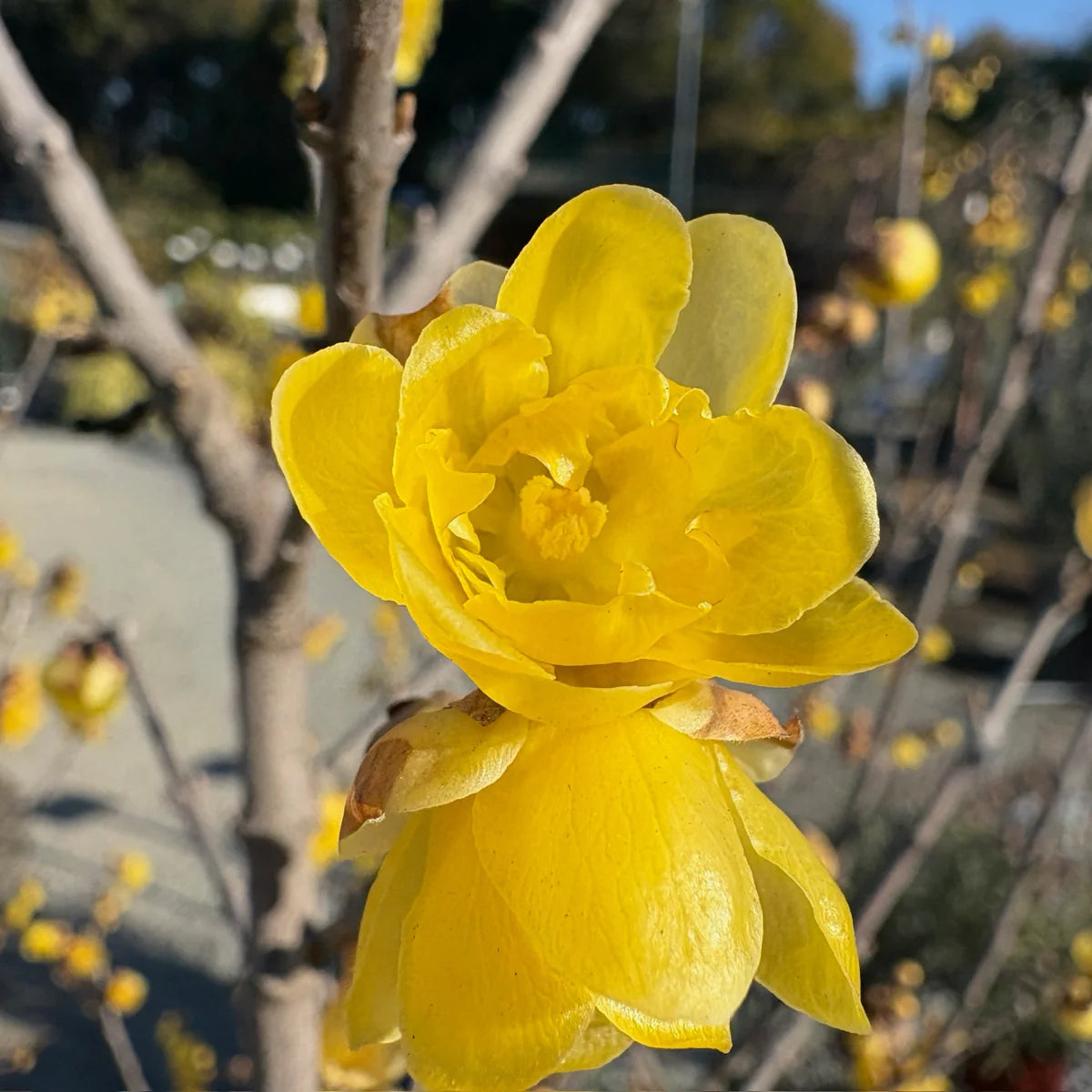 Wintersweet Fragrant Flower seeds for Planting Pollinator Friendly Heirloom & GMO Free Seeds for Home Garden