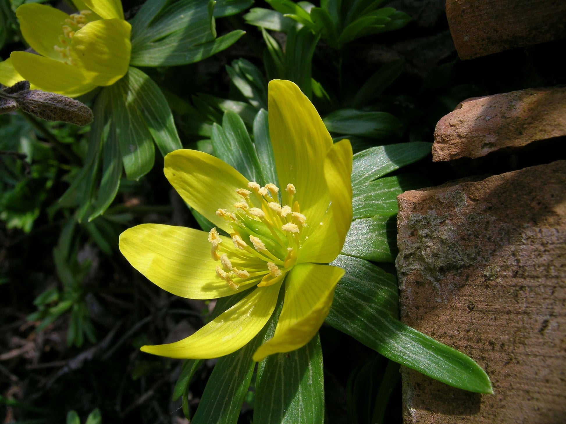 Winterling Flower Seeds for Planting  Seed for Enchanting Blooms and Seasonal Beauty in Your Garden