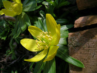 Winterling Flower Seeds for Planting  Seed for Enchanting Blooms and Seasonal Beauty in Your Garden