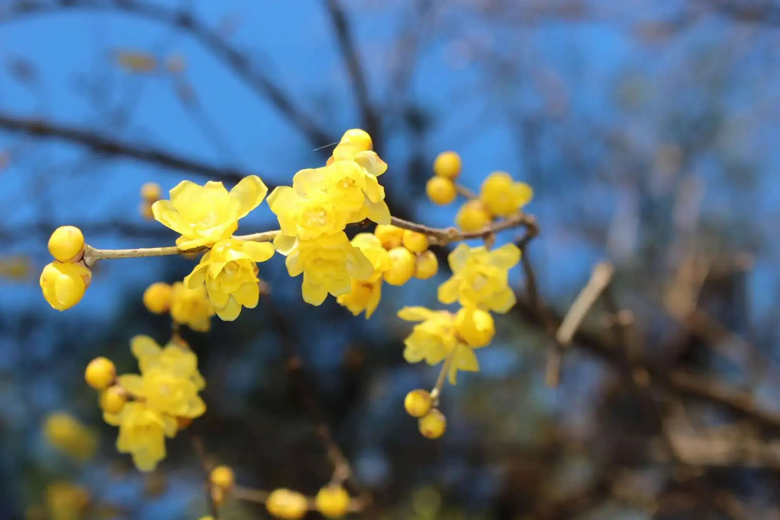 Wintersweet Fragrant Flower seeds for Planting Pollinator Friendly Heirloom & GMO Free Seeds for Home Garden