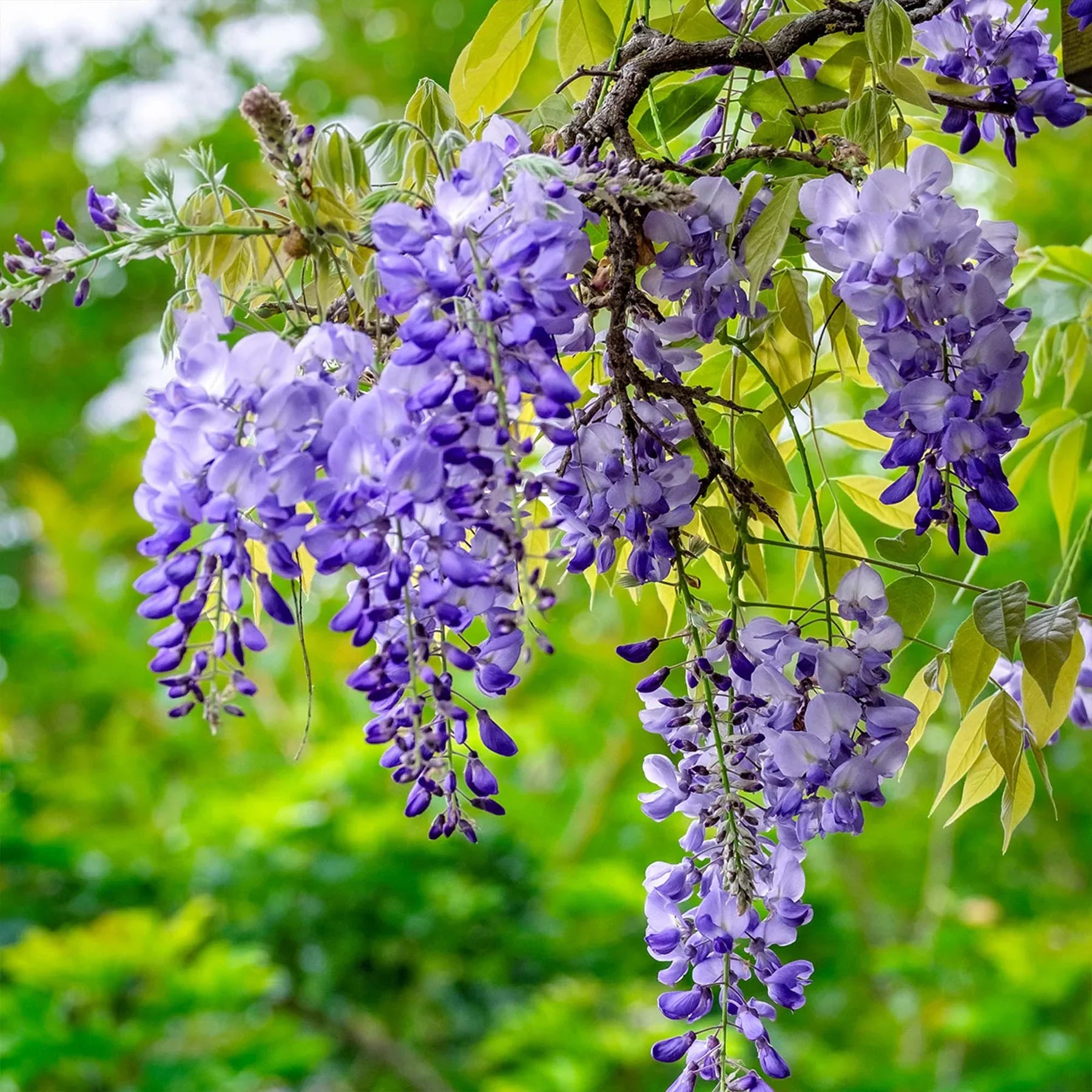 Blue Wisteria Flower seeds for Planting Seasonal Bloomer Heirloom & GMO Free Seeds for Home Garden