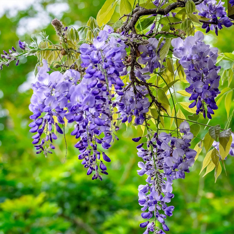 Blue Wisteria Flower seeds for Planting Seasonal Bloomer Heirloom & GMO Free Seeds for Home Garden