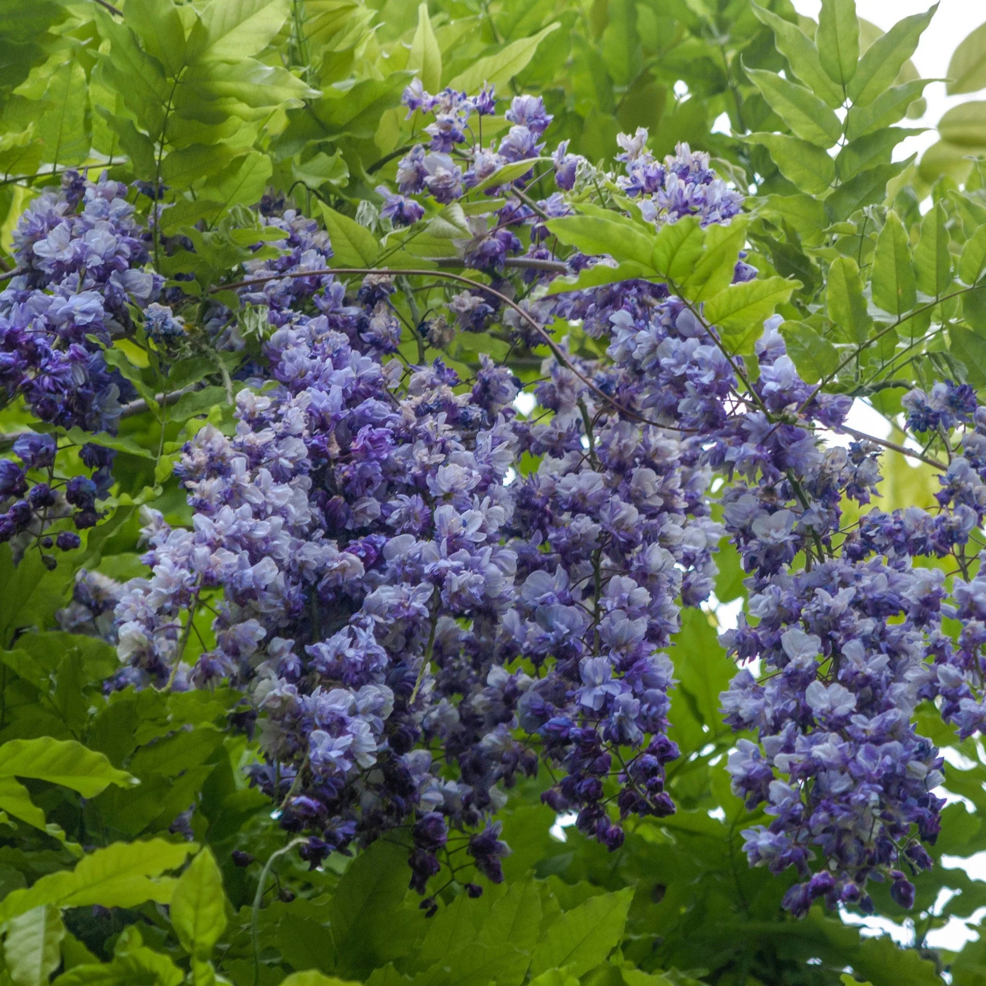 Blue Wisteria Flower seeds for Planting Seasonal Bloomer Heirloom & GMO Free Seeds for Home Garden