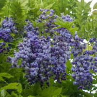 Blue Wisteria Flower seeds for Planting Seasonal Bloomer Heirloom & GMO Free Seeds for Home Garden