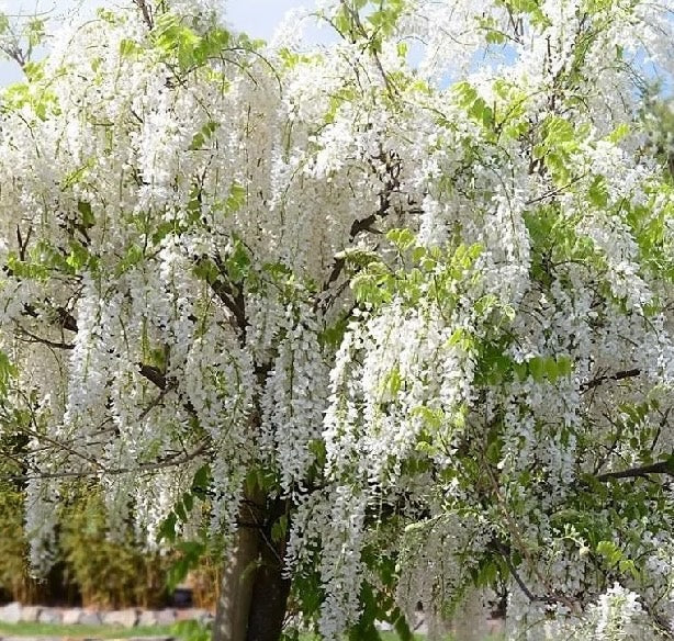 White Wisteria Flower seeds for Planting - Cottage Garden Essential, Heirloom & GMO Free Seeds for Home Garden
