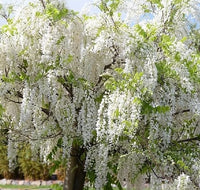 White Wisteria Flower seeds for Planting - Cottage Garden Essential, Heirloom & GMO Free Seeds for Home Garden