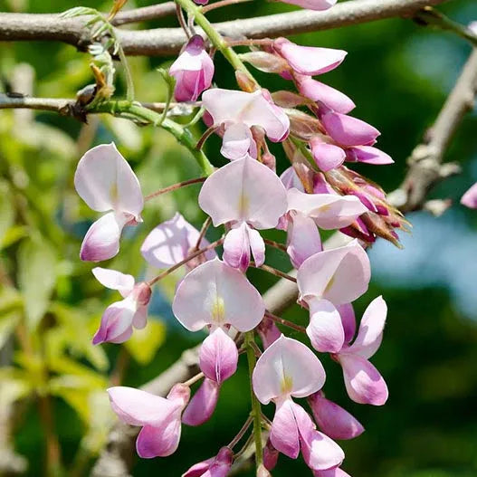 Pink Blue Wisteria Flower seeds for Planting Vibrant Colors Heirloom & GMO Free Seeds for Home Garden 
 
 Sale