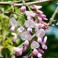 Pink Blue Wisteria Flower seeds for Planting Vibrant Colors Heirloom & GMO Free Seeds for Home Garden 
 
 Sale