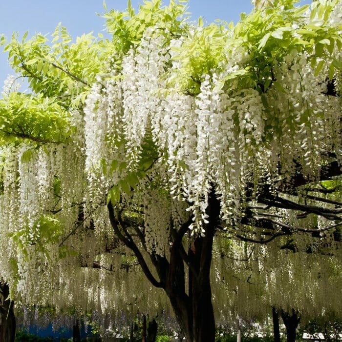 Wisteria Tree Seeds Mixed for Planting  Seed for Gorgeous Blooms and Lush Growth in Your Garden