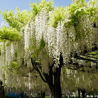Wisteria Tree Seeds Mixed for Planting  Seed for Gorgeous Blooms and Lush Growth in Your Garden