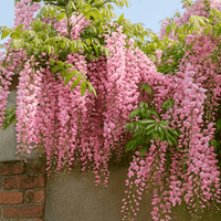 Pink Wisteria Flower seeds for Planting - Bright Blooms, Heirloom & GMO Free Seeds for Home Garden