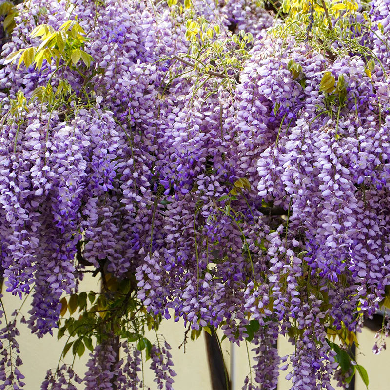 Wisteria Plant Seeds for Vibrant Garden Beautiful Outdoor Spaces - Wisteria Seeds