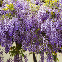 Wisteria Plant Seeds for Vibrant Garden Beautiful Outdoor Spaces - Wisteria Seeds
