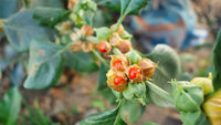 Green Withania Somnifera Flower seeds for Planting - Easy to Grow, Heirloom & GMO Free Seeds for Home Garden